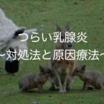 つらい乳腺炎 〜対処法と原因療法を解説〜